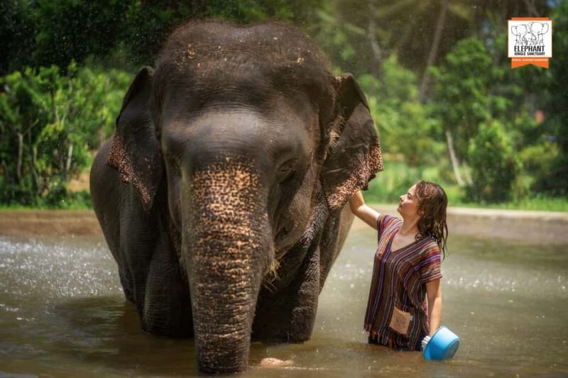Samui: Elephant Sanctuary Tour - Jungle Walk & Swim - Authentic Experiences Based on Real Reviews