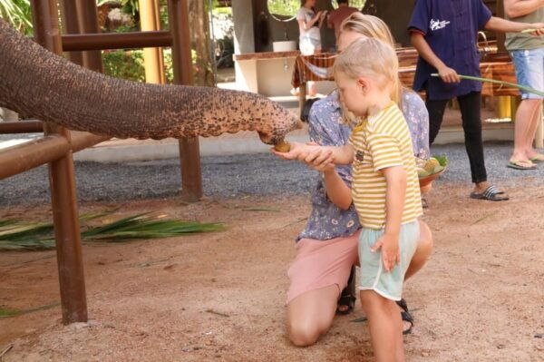 Samui: Feeding Program at the Elephant Home Nursery - Booking Information