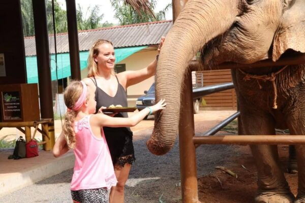 Samui: Feeding Program at the Elephant Home Nursery - Questions You May Have