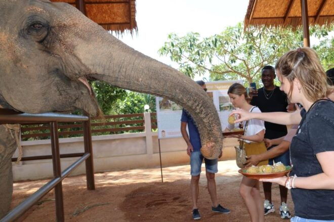 Samui: Feeding Program at the Elephant Home Nursery - Hands-on Experience: Making Elephant Supplements