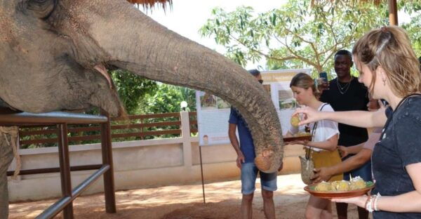 Samui: Feeding Program at the Elephant Home Nursery - Common Questions