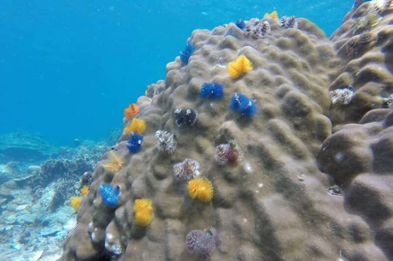 Samui: Mr. Tu's 3-Island Signature Boat Tour to Koh Nangyuan - Good To Know
