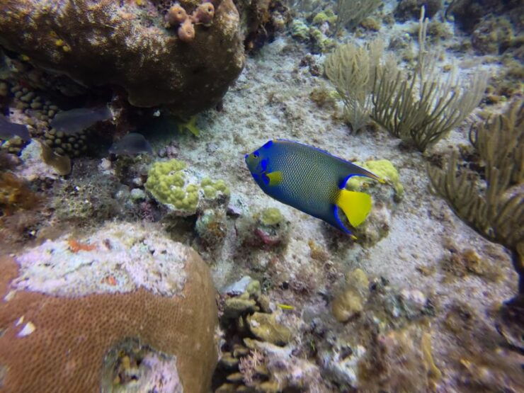 San Andres: Boat Tour to Cayo Acuario and Rocky Cay - Experience Highlights
