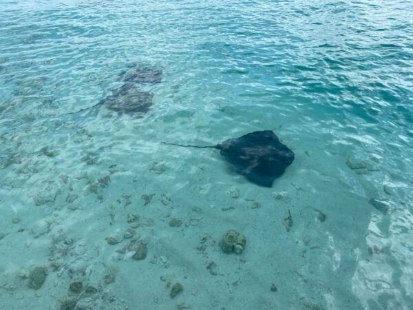 San Andrés: Full-day Cruise Through the San Andres Keys - Experience Duration and Itinerary