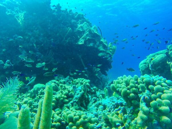 San Andrés: Guided Cays and Mangroves Tour - The Sum Up