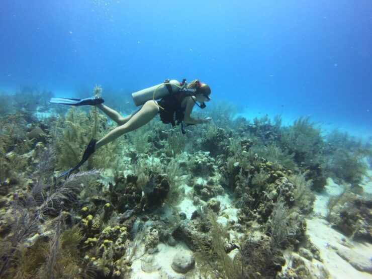 San Andrés: Guided Scuba Diving Trip With Hotel Transfer - Customer Ratings and Feedback