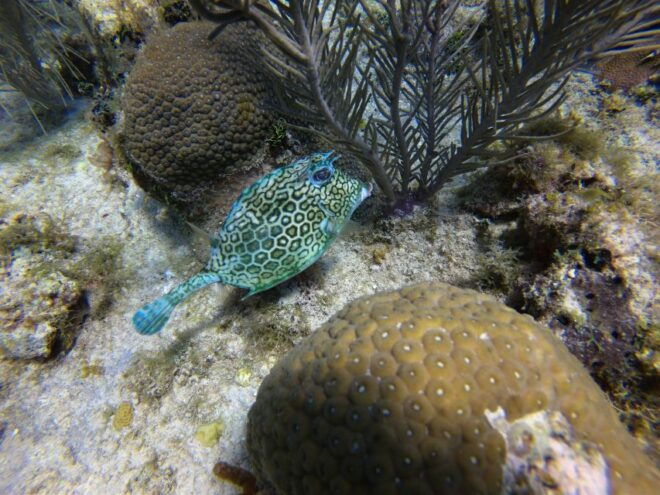San Andrés: Guided Scuba Diving Trip With Hotel Transfer - Service Inclusions and Experiences