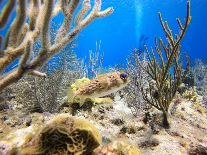 San Andrés: Guided Scuba Diving Trip With Hotel Transfer - Location and Activity Information