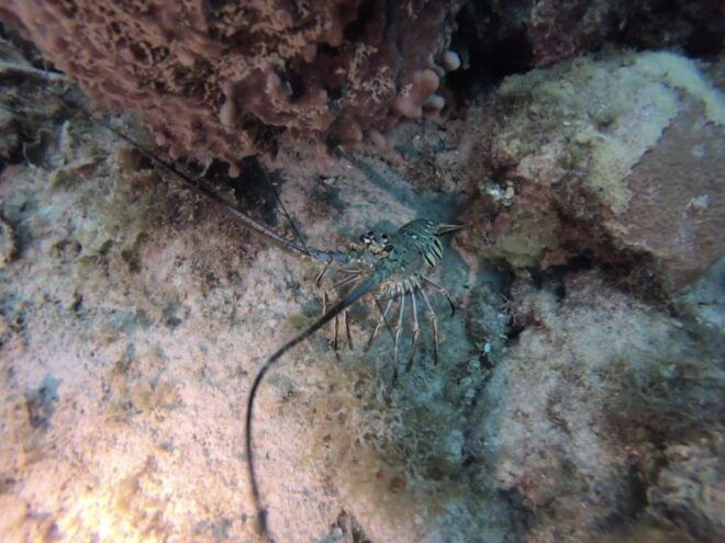 San Andrés: Guided Scuba Diving Trip With Hotel Transfer - Transportation Feedback and Recommendations