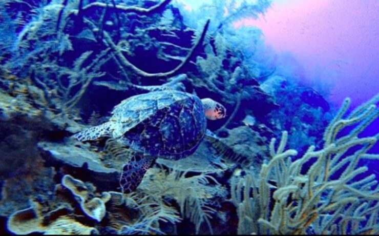 San Andres: SCUBA Diving Experience With Hotel Pickup - Booking Details