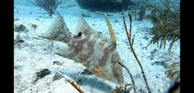 San Andres: SCUBA Diving Experience With Hotel Pickup - Review Summary