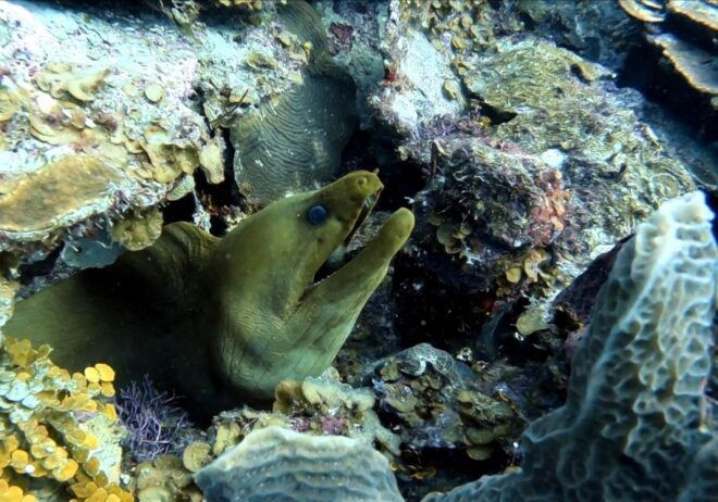 San Andres: SCUBA Diving Experience With Hotel Pickup - Additional Information