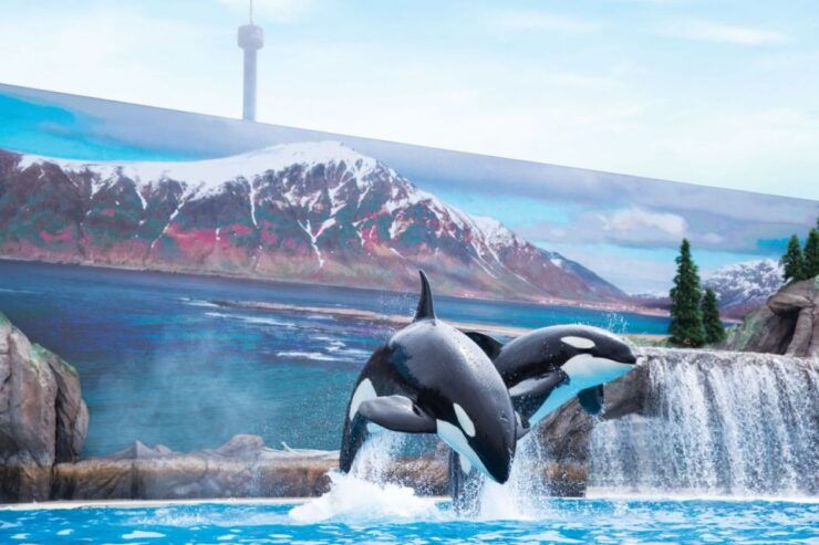 San Antonio: SeaWorld Skip-the-Line Park Admission Ticket - Experience at SeaWorld San Antonio