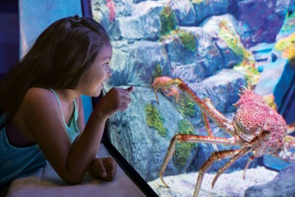 San Antonio: SeaWorld Skip-the-Line Park Admission Ticket - The Sum Up