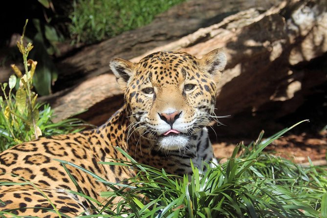 San Antonio Zoo General Admission Ticket - Visitor Reviews and Feedback