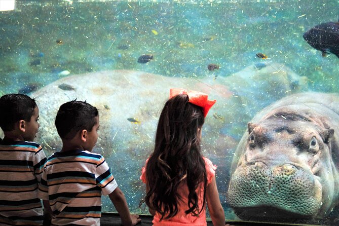 San Antonio Zoo General Admission Ticket - Final Thoughts and Recommendations