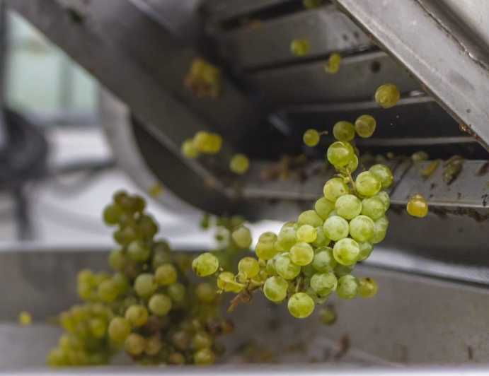San Bartolomé: Bodegas El Grifo Winery Tour and Tasting - Good To Know