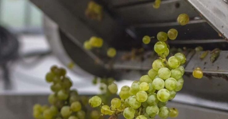 San Bartolomé: Bodegas El Grifo Winery Tour and Tasting - Winery and Wine Production