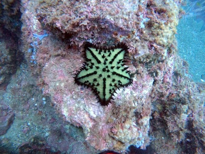 San Carlos Sonora: SeaScooter Tours - Availability and Reservations