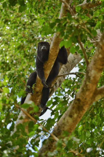 San Cristóbal: 3-Day Kayak Tour in the Lacandon Jungle - Good To Know