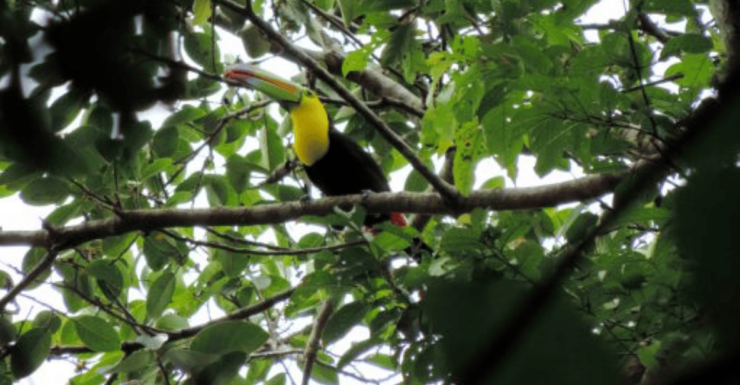 San Cristobal: 4 Days Nature Tour in the Lacandon Jungle - Good To Know
