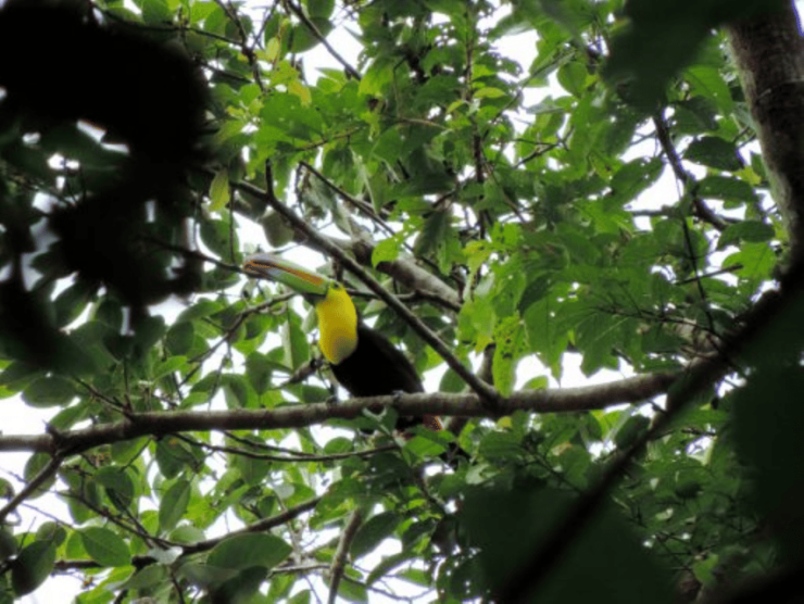 San Cristobal: 4 Days Nature Tour in the Lacandon Jungle - Itinerary Highlights