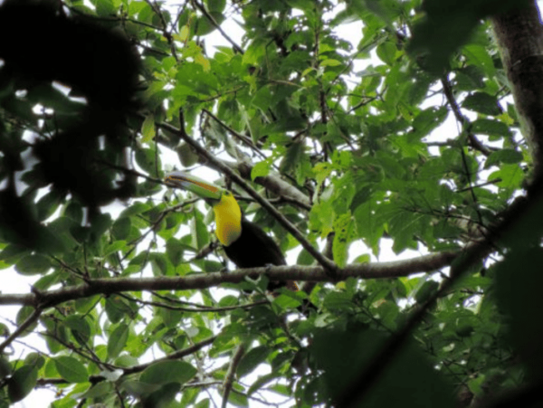 San Cristobal: 4 Days Nature Tour in the Lacandon Jungle - Visiting Mayan Archeological Sites