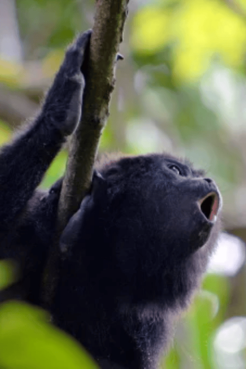 San Cristobal: 5 Days Jungle Adventure - Good To Know