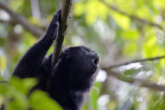 San Cristobal: 5 Days Jungle Adventure - Included Services