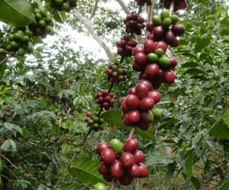 San Cristobal: Coffee Tour in the Mountains of Chiapas - Good To Know