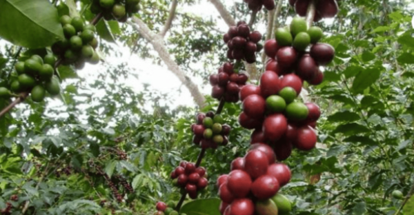 San Cristobal: Coffee Tour in the Mountains of Chiapas - Afternoon Activities