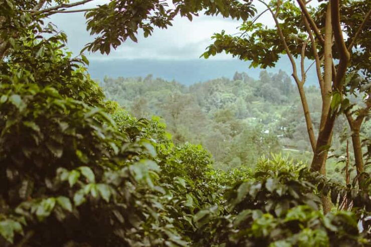 San Cristóbal De Las Casas: Coffee Route to Tenejapa - Good To Know