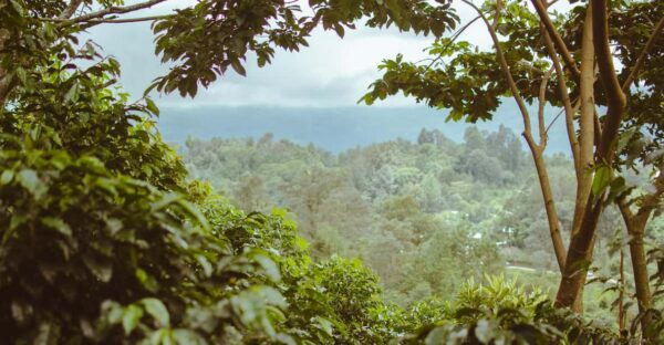 San Cristóbal De Las Casas: Coffee Route to Tenejapa - Participant Eligibility