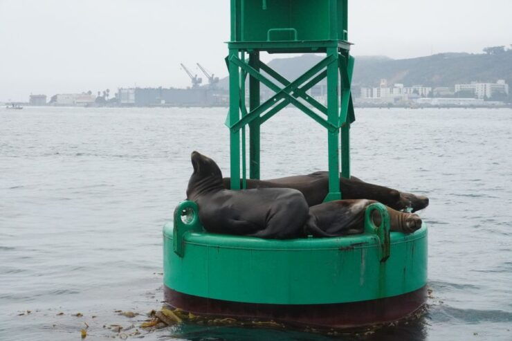 San Diego: 2 Person Private Sailing Cruise With Snacks - Experience Highlights