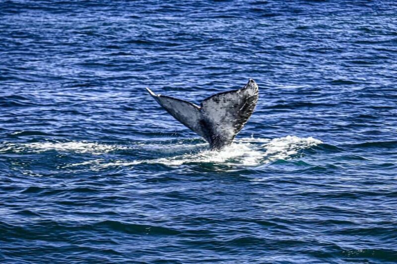 San Diego: 3 Hour Whale Watching Cruise - The Wildlife Encounters: What to Expect