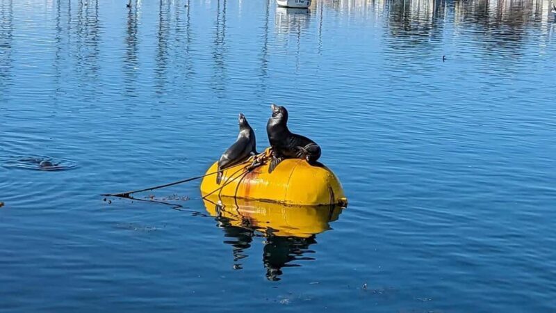 San Diego: 3 Hour Whale Watching Cruise - Practical Tips for Your Trip