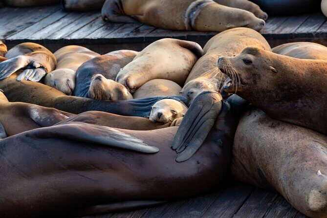 San Diego Day Tour from Orange County - Good To Know