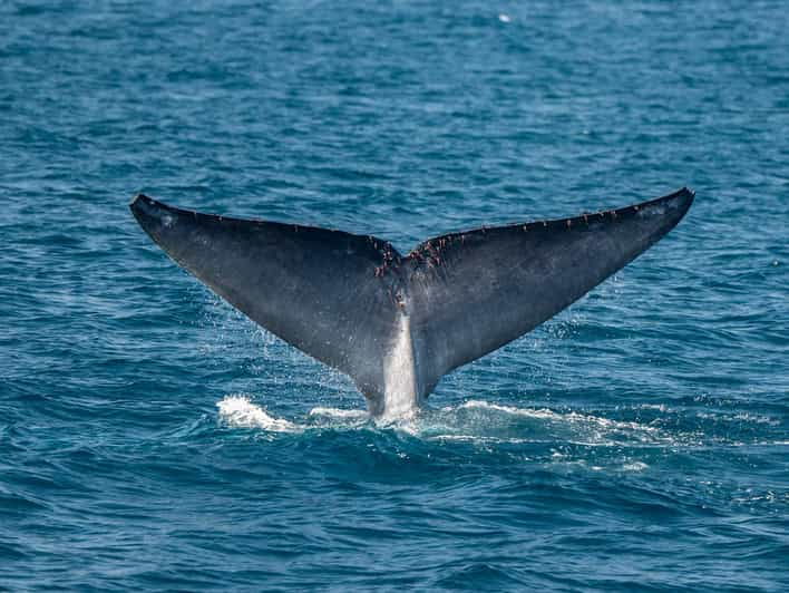 San Diego: Dolphin and Whale-Watching Sunset Cruise - Highlights of the Experience