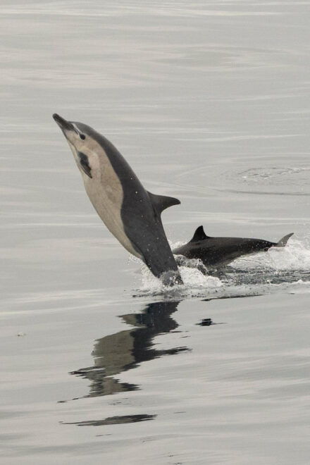 San Diego: Dolphin and Whale-Watching Sunset Cruise - Health Considerations