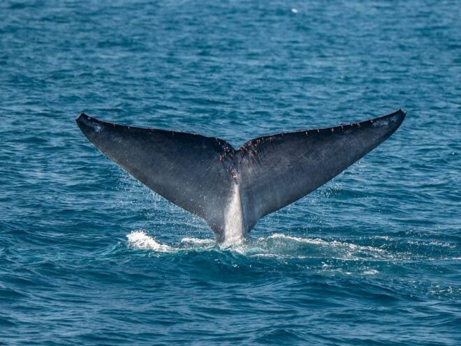 San Diego: Dolphin and Whale-Watching Sunset Cruise - Customer Ratings and Feedback