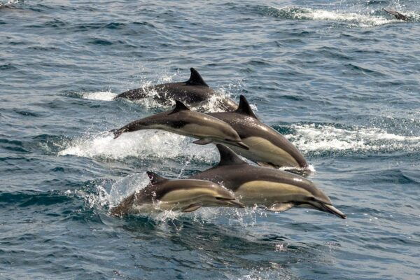 San Diego: Dolphin and Whale-Watching Sunset Cruise - Booking and Cancellation Policy