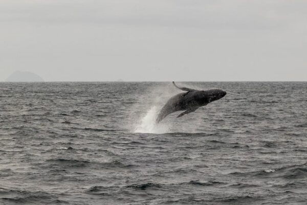 San Diego: Dolphin and Whale-Watching Sunset Cruise - Frequently Asked Questions
