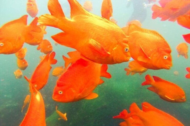 San Diego: La Jolla Cove Guided Snorkeling Tour - Good To Know