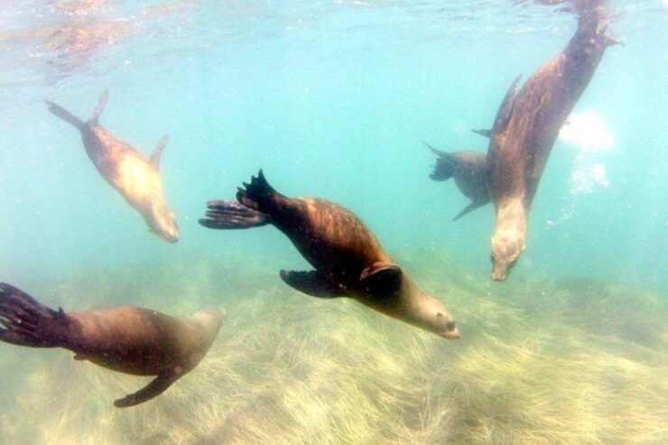 San Diego: La Jolla Cove Guided Snorkeling Tour - Experience