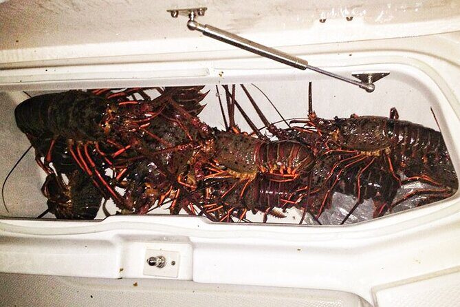 San Diego Lobster Hoop Netting Charter up to 6 People - The Perfect Fit for Who?