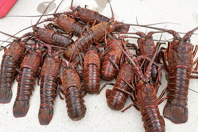 San Diego Lobster Hoop Netting Charter up to 6 People - Detailed Review of the Lobster Hoop Netting Charter