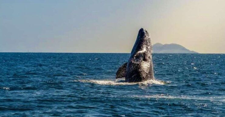 San Diego: Marine Wildlife Tour With Lunch - Duration and Availability Details