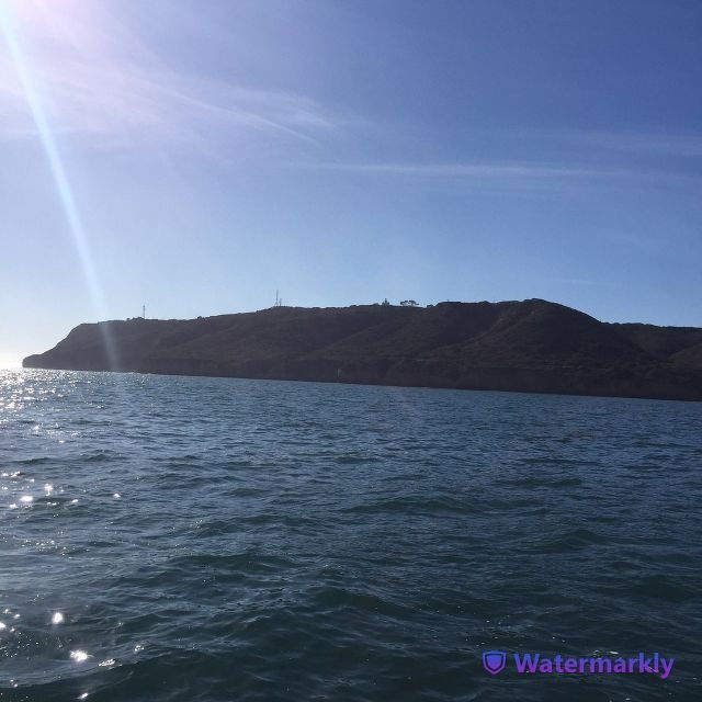 San Diego: Marine Wildlife Tour With Lunch - Experience Pacific Marine Life on a Nature Cruise