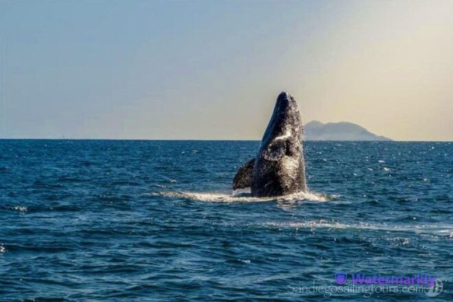 San Diego: Marine Wildlife Tour With Lunch - Sailing Through San Diego Bay and Along the Coast