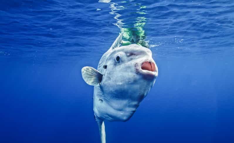 San Diego Ocean Safari: 6-Hour Snorkel Adventure! - What to Expect on Your San Diego Ocean Safari  